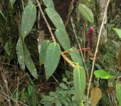 Anturio / Anthurium sp. 5 (Alismatales, Araceae) - Bioexplorador