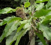 Camargo / Verbesina sp. 2 (Asterales, Asteraceae) - Bioexplorado