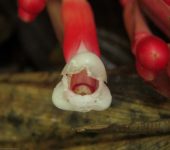 Renealmia sp. 1 (Zingiberales, Zingiberaceae) - Bioexploradores