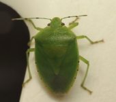 Chinavia sp. (Hemiptera, Pentatomidae) - Bioexploradores