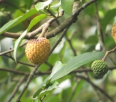 Annona sp. 1 Anón / Annona sp. 1 (Magnoliales, Annonaceae) - Bioexploradores