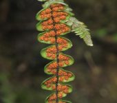 Melpomene sp. 1 (Polypodiales, Polypodiaceae) - Bioexploradores