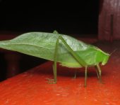 Stilpnochlora sp. Saltamonte hoja gigante / Stilpnochlora sp. (Orthoptera, Tettigo