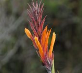 Pitcairnia sp. 2 (Poales, Bromeliaceae) - Bioexploradores