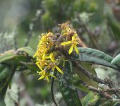 Gynoxys sp. (Asterales, Asteraceae) - Bioexploradores