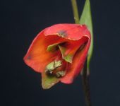 Cortapico / Bomarea sp. 1 (Liliales, Alstroemeriaceae) - Bioexpl