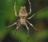 Parawixia sp. (Araneae, Araneidae) - Bioexploradores