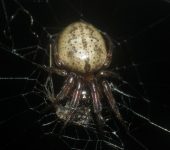 Metazygia sp. 1 (Araneae, Araneidae) - Bioexploradores