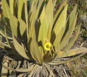 Frailej.n / Espeletia sp. 1 (Asterales, Asteraceae) - Bioexplora