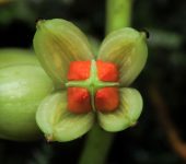 Clusia sp. 1 Chagualo / Clusia sp. 1 (Malpighiales, Clusiaceae) - Bioexplorad