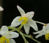 Begonia / Begonia sp. 1 (Cucurbitales, Begoniaceae) - Bioexplora