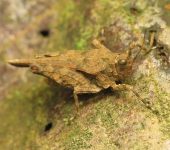 Allotettix sp. (Orthoptera, Tetrigidae) - Bioexploradores