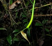 Anturio / Anthurium sp. 3 (Alismatales, Araceae) - Bioexplorador