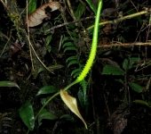 Anturio / Anthurium sp. 3 (Alismatales, Araceae) - Bioexplorador