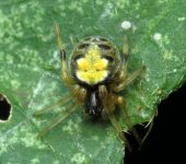 Ara.a de jard.n / Araneus sp. (Araneae, Araneidae) - Bioexplorad