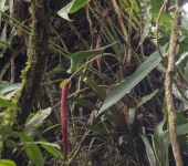 Anturio / Anthurium sp. 12 (Alismatales, Araceae) - Bioexplorado