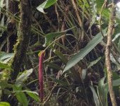 Anturio / Anthurium sp. 12 (Alismatales, Araceae) - Bioexplorado