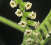 Hierba rasposa / Tournefortia sp. (Boraginales, Boraginaceae) -