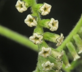 Hierba rasposa / Tournefortia sp. (Boraginales, Boraginaceae) -