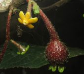 Siparuna sp. 2 Lim.n de monte / Siparuna sp. 2 (Laurales, Siparunaceae) - Bioex