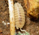 Marranitos o cochinillas - orden Isopoda - Bioexploradores