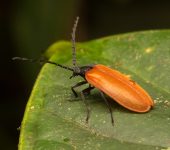 Luciérnagas - familia Lampyridae - Bioexploradores