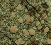 Lecanorales, Lecanoraceae - Bioexploradores
