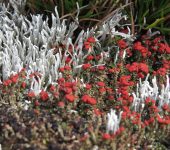 Líquenes - orden Lecanorales - Bioexploradores