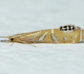 Leptoceridae Trichoptera, Leptoceridae - Bioexploradores