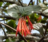 Loranthaceae Muérdagos y otros - familia Loranthaceae - Bioexploradores
