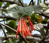Loranthaceae Muérdagos y otros - familia Loranthaceae - Bioexploradores