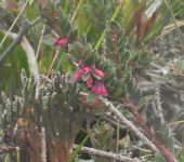 Vaccinium sp. Arándano / Vaccinium sp. (Ericales, Ericaceae) - Bioexploradores