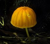 Hongos sombrilla - familia Marasmiaceae - Bioexploradores