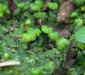Marchantiopsida Hepáticas talosas - clase Marchantiopsida - Bioexploradores