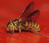 Abejas cortadoras de hojas y abejas alba.iles - familia Megachil