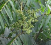 Meliaceae Cedros, caobas y otros - familia Meliaceae - Bioexploradores