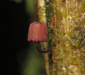 Hongos sombrilla - familia Mycenaceae - Bioexploradores