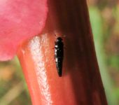 Escarabajos de la savia - familia Nitidulidae - Bioexploradores