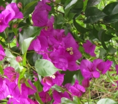 Veraneras - familia Nyctaginaceae - Bioexploradores