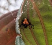 Verrucosa sp. 1 (Araneae, Araneidae) - Bioexploradores