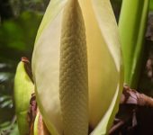 Rascadera / Xanthosoma sp. 1 (Alismatales, Araceae) - Bioexplora