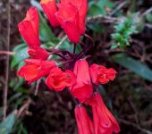 Cortapico / Bomarea sp. 3 (Liliales, Alstroemeriaceae) - Bioexpl