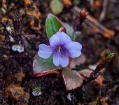 Viola sp. Violeta / Viola sp. (Malpighiales, Violaceae) - Bioexploradores