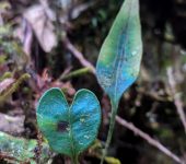 Helecho lengua de venado / Elaphoglossum sp. 2 (Polypodiales, Dr
