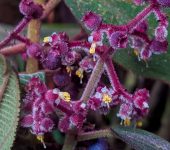 Nigüito / Miconia sp. 2 (Myrtales, Melastomataceae) - Bioexploradores