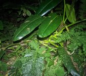 Rhodospatha sp. (Alismatales, Araceae) - Bioexploradores