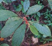 Columnea paraguensis Columnea paraguensis (Lamiales, Gesneriaceae) - Bioexploradores