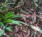 Guzmania sp. 2 (Poales, Bromeliaceae) - Bioexploradores