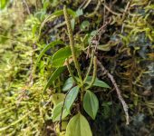 Peperomia sp. 2 Congona / Peperomia sp. 2 (Piperales, Piperaceae) - Bioexplorado