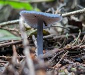 Entoloma sp. 2 (Agaricales, Entolomataceae) - Bioexploradores
